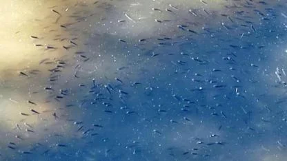 Seyhan Baraj Gölü'nde Kuraklık Alarmı:Balıklar Telef Oldu