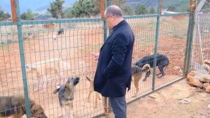 Sokak Hayvanlarına Sıcak Yuva