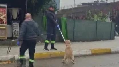 Sokak Köpekleri Toplanıyor