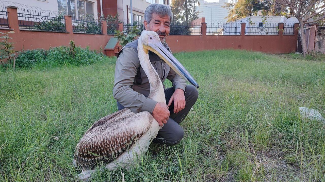 Yaralı Pelikanın Yürek Isıtan Dostluğu