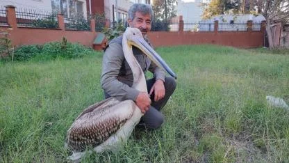 Yaralı Pelikanın Yürek Isıtan Dostluğu