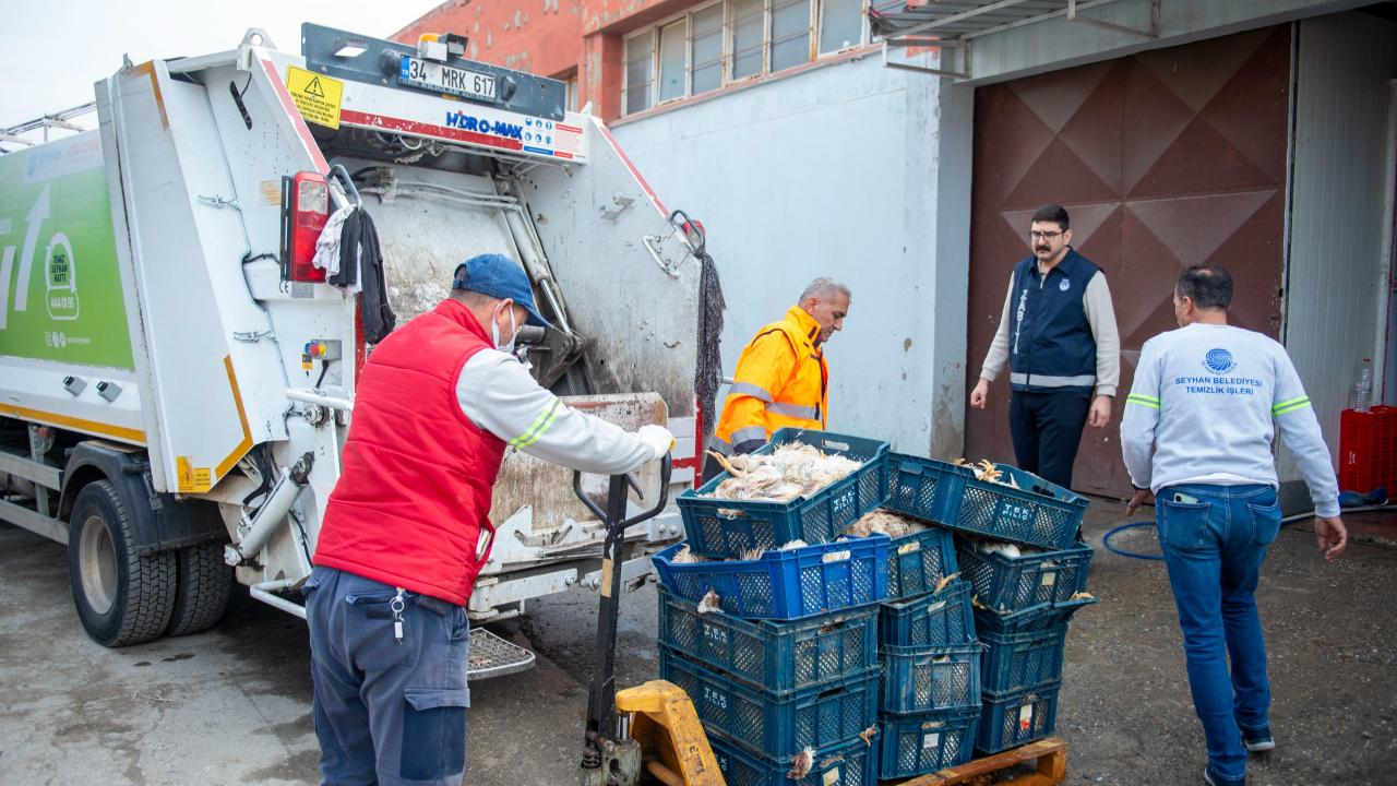 Yüzlerce Ölü Tavuk Ele Geçirildi