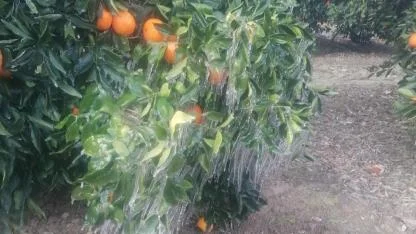 Adana'da Portakal Ağaçları Buz Tuttu