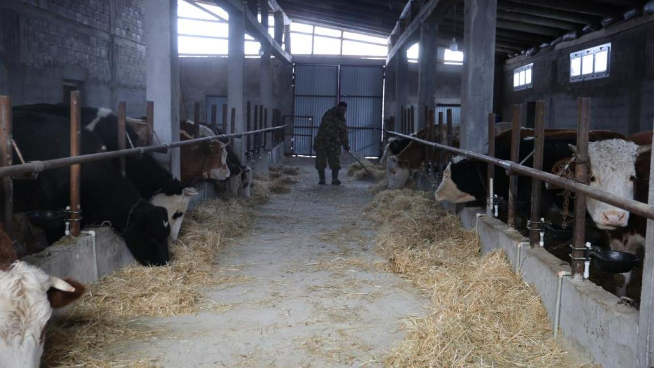 Hayvan Üreticilerinin Kurtlarla Başı Dertte