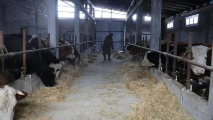 Hayvan Üreticilerinin Kurtlarla Başı Dertte