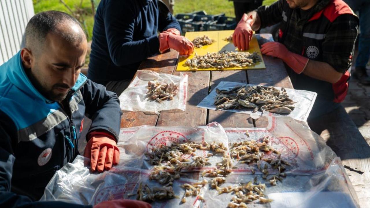 Karataş'ta Balon Balığı Çalışması
