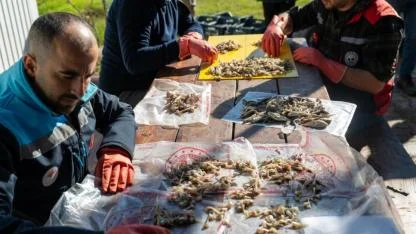 Karataş'ta Balon Balığı Çalışması