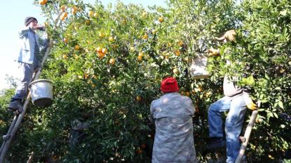 Kozan Portakalında Hasat Zamanı