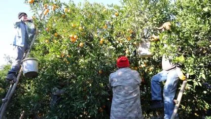 Kozan Portakalında Hasat Zamanı