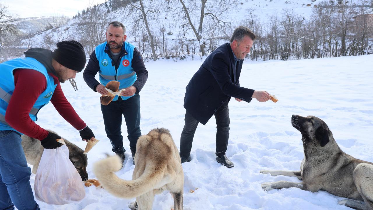 Orman ve Yaylalardaki Canlılara Şefkat Eli
