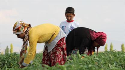Adana'da Tarım İşçisi Ücretleri Belli Oldu