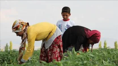 Adana'da Tarım İşçisi Ücretleri Belli Oldu