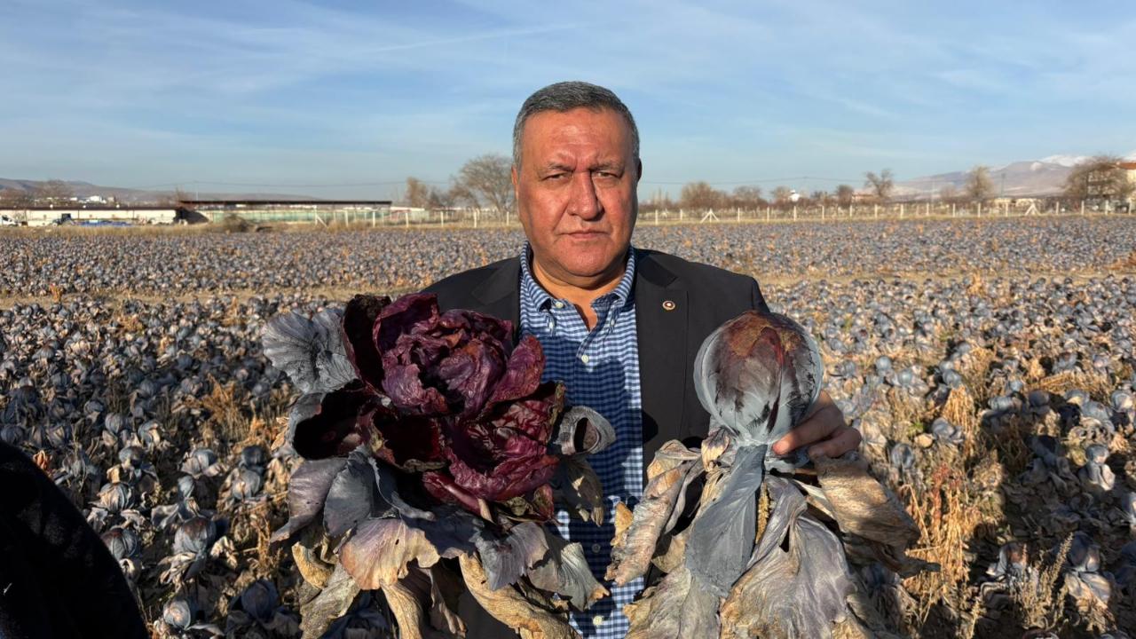 Gürer: “Kara Lahana Tarlada Kaldı, Markette Fiyatı Katladı”