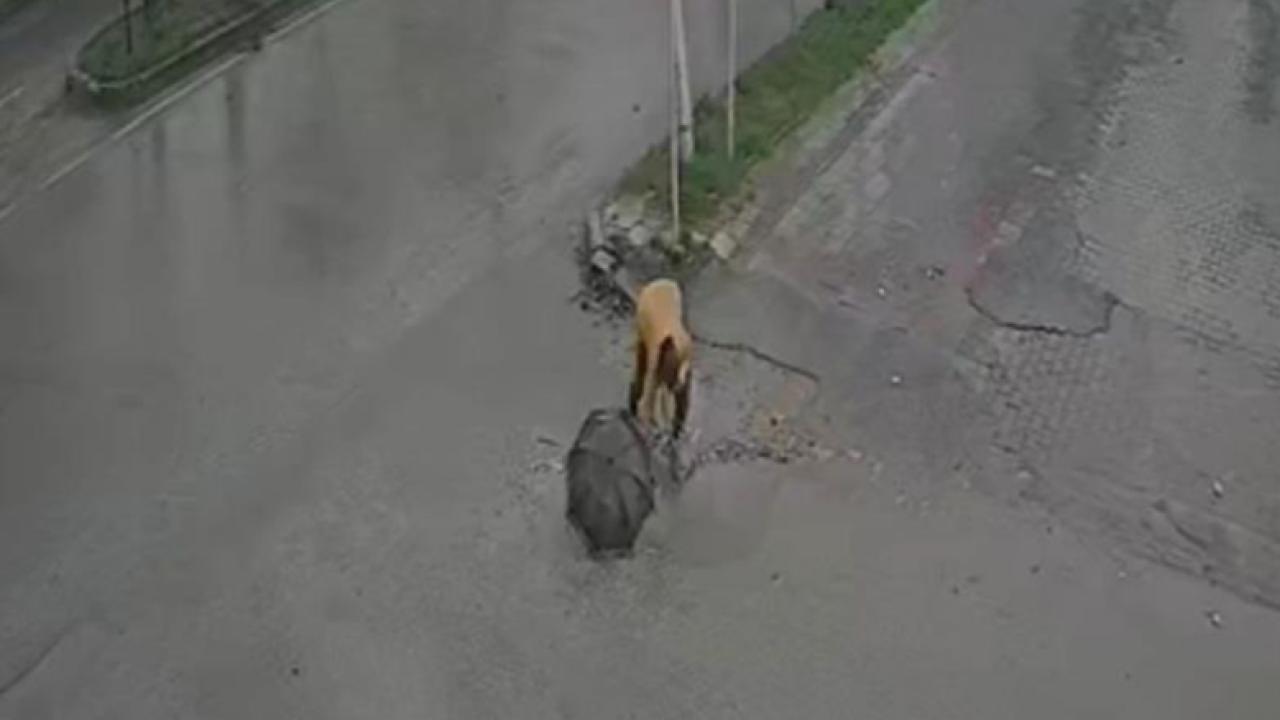 Hastane Dönüşü Talihsiz Kaza:Burnu Kırıldı, Vücudu Yaralandı