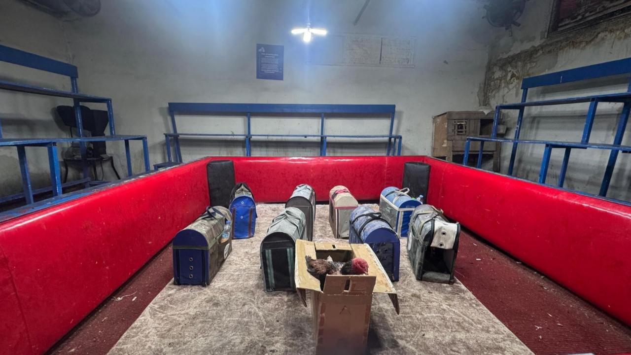 Temizlikçi Kılığında Operasyon:Horoz Dövüşüyle Kumar Çökertildi