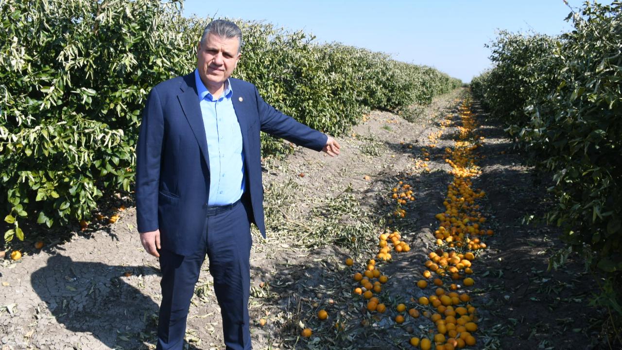 Barut:"Limonda İthalat Kararı Üretime ve Üreticiye Darbedir"