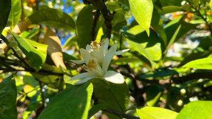 Bu Koku Sadece Adana’da:Portakal Çiçeği Mevsimi Başladı