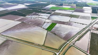 Çukurova'da Yağmur Felaketi:Tarım Arazileri Sular Altında Kaldı