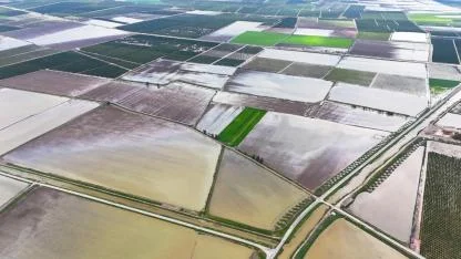 Çukurova'da Yağmur Felaketi:Tarım Arazileri Sular Altında Kaldı