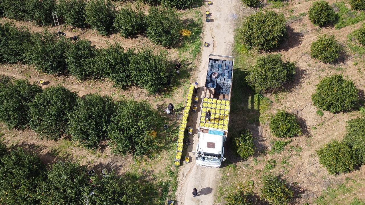 Dikenli Limon Üreticinin Yüzünü Güldürdü