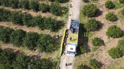 Dikenli Limon Üreticinin Yüzünü Güldürdü