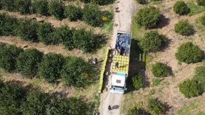 Dikenli Limon Üreticinin Yüzünü Güldürdü