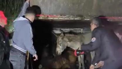 Eşek Yüklü Kamyonet Devrildi: Yaralı Hayvanlar Yola Savruldu