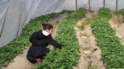 Narenciyeden Çileğe Dönüş