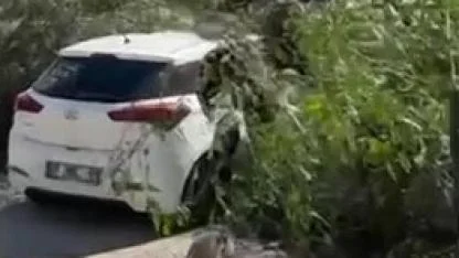 Rüzgar Yıktı Geçti!