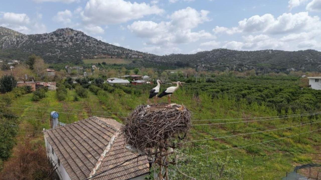 Adana’da Baharın Müjdecisi Leylekler 6. Kez Aynı Yuvaya Döndü