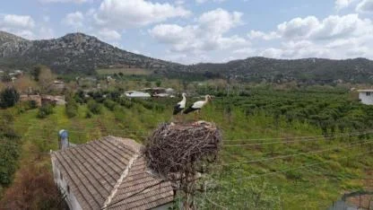 Adana’da Baharın Müjdecisi Leylekler 6. Kez Aynı Yuvaya Döndü