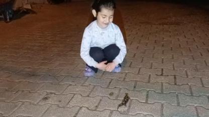 Adana'da ''Semender'' Görüldü