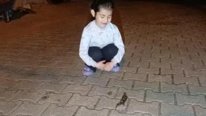 Adana'da ''Semender'' Görüldü