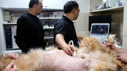 Hayvan Hastalıklarını Teşhiste Yapay Zeka Dönemi