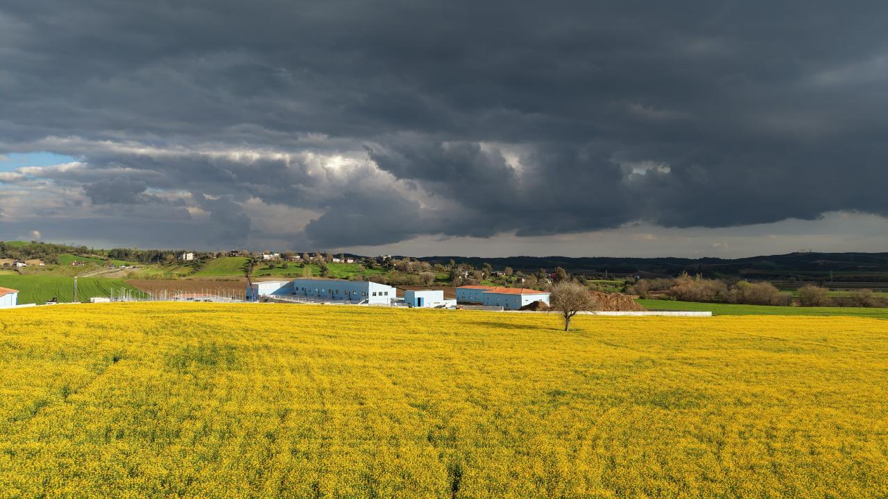 Hem Kazanç Hem Manzara:Kanola Adana’da Göz Kamaştırdı