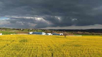 Hem Kazanç Hem Manzara:Kanola Adana’da Göz Kamaştırdı