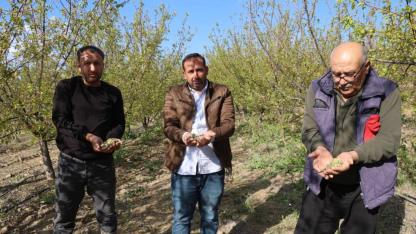 Kayısı Bahçelerini Dolu Vurdu, Çağlalar Yere Döküldü