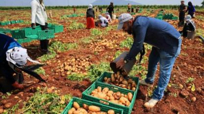 Turfanda Patates Hasadı Başladı:Rekolte Düşük, Fiyat Yüksek