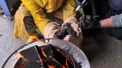 Yavru Kediler Ölümden Döndü