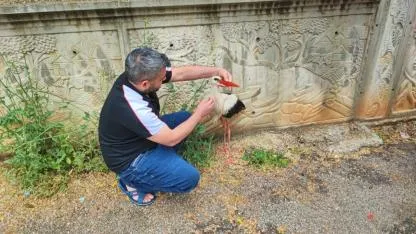Yaralı Leyleğe Vatandaş Sahip Çıktı