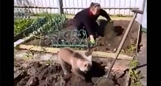 Bahçe işlerine yardımcı ayı