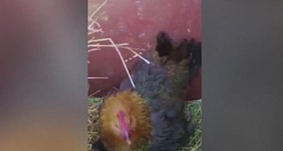 Bu tavuk yavru kedilere annelik yapıyor